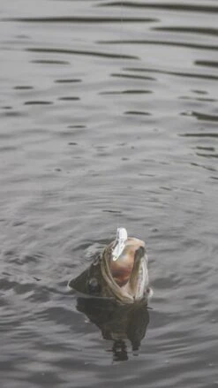 SteelShad Mini - 1/4 Oz - White Shad (2pk) -Abu Garcia Sales Store 5XALlXpj nJ6PUji8fNhhe5gE 1