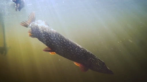 Predatory Formula Twin Pack 7 Predatory Formula Twin Pack - Image 5