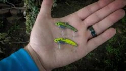SteelShad Mini - 1/4 Oz - Sexy Shad (2pk) 19 SteelShad Mini - 1/4 Oz - Sexy Shad (2pk) -Abu Garcia Sales Store FnWwOhtfn9FjLoNWPlV859IxY