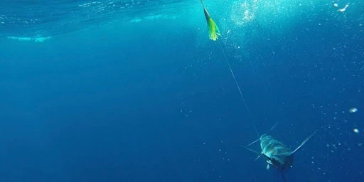 MagBay Phoenix™ Fish Head Lures 8 MagBay Phoenix™ Fish Head Lures - Image 6