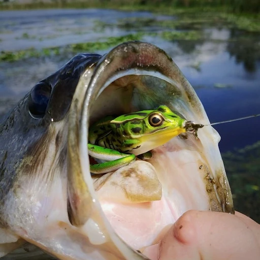Topwater Combo 9 Topwater Combo - Image 7
