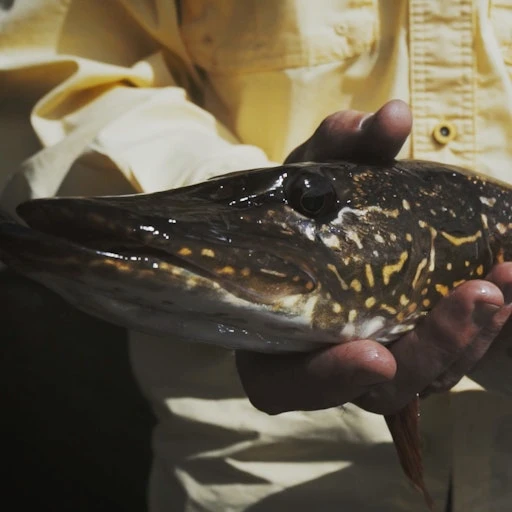 Predatory Formula Twin Pack 6 Predatory Formula Twin Pack - Image 4